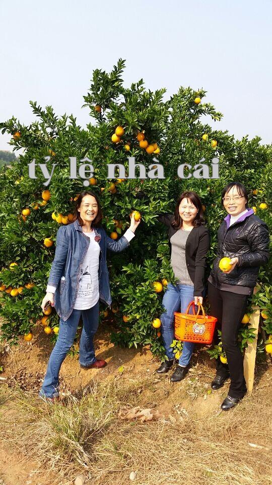 Cùng hái cam